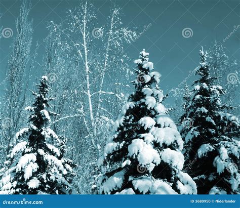 Snow Covered Evergreens Stock Photo Image 3680950