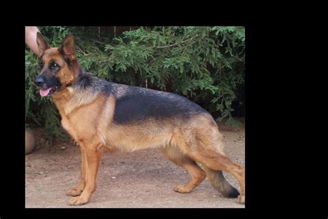 At Redwood Runs Bred To Serve German Shepherd Dog Puppies For Sale