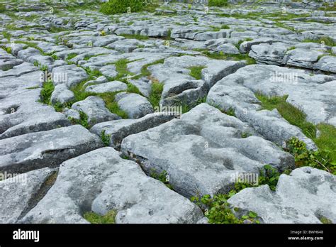 Limestone Pavement Glaciated Karst Landscape In The Burren County