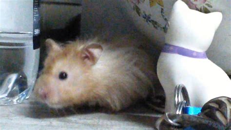 Indignant Hamster Hears The Word Fart Youtube