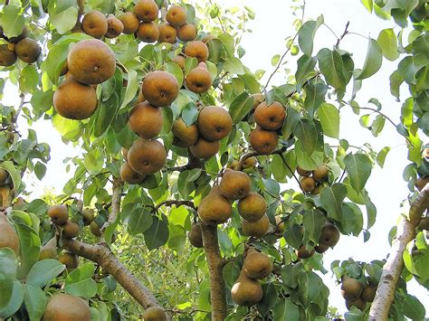 Fruit Trees - Home Gardening Apple, Cherry, Pear, Plum: Heirloom Fruit ...