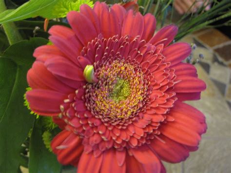 The plant, also known as transvaal daisy, is a gorgeous houseplant you can grow in many different conditions. Gerber daisy | Gerber daisies, Flowers, Daisy