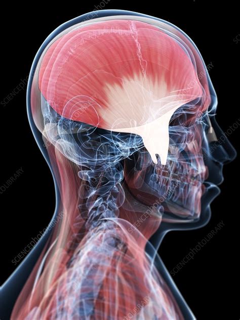 Jaw Muscle Artwork Stock Image F Science Photo Library