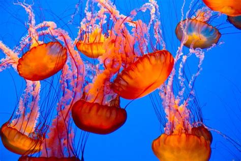 How Do Jellyfish Sting Science Abc