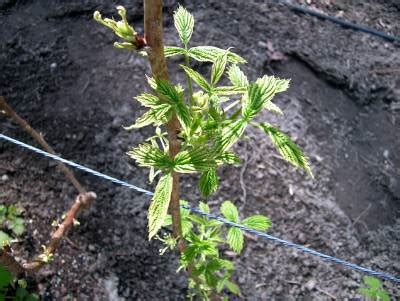 Hydrangea is possibly safe for most people when taken by mouth for only a few days. Raspberry - Virus | Walter Reeves: The Georgia Gardener