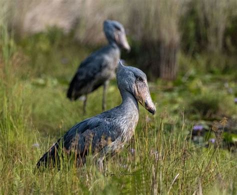 Olga Ministr on Instagram Shoebill Stork Člunozobec africký