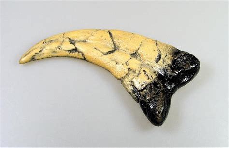 Replica Utahraptor Claw Fossils For Sale