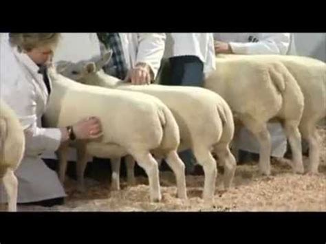 Votre aide est la bienvenue ! Texel - La race qui a quelque chose pour tout le monde - YouTube