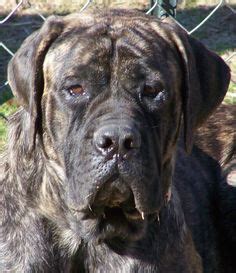 Love his dark shaded fur? 173 Best Bullmastiff images | Dogs, Bull mastiff, Mastiffs
