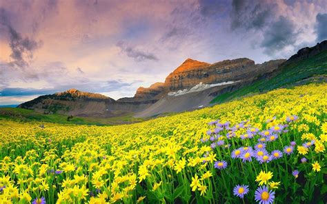 Beautiful Mountain Flowers Scenery Hd Wallpaper Preview