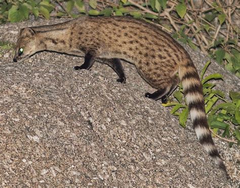 Small Indian Civet Found Dead In Guwahati