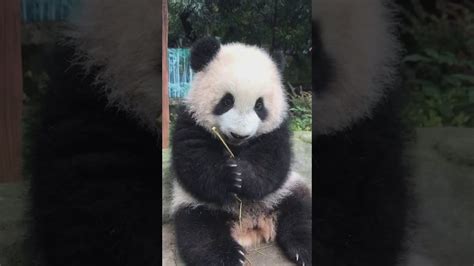Cute Baby Panda Youtube
