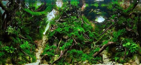 Like any hardscape good water flow is important to avoid the collection of detritus around the base and branches. Aquascape Nature Style : Penjelasan dan Point Pentingnya