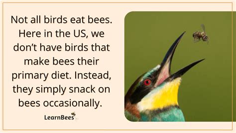 Do Birds Eat Bees Learnbees