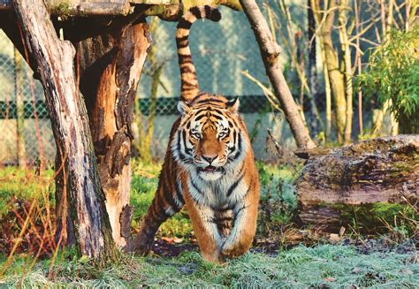 Siberian Tiger Wallpaper 4k Walking Zoo Trees Big Cat