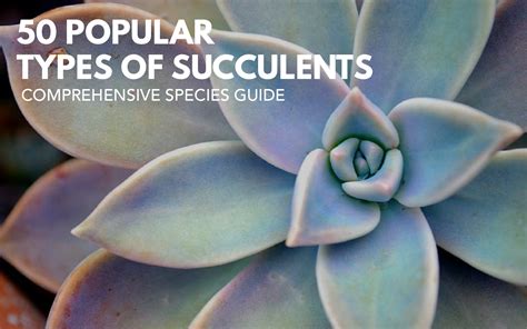 50 Popular Types Of Succulents With Pictures Keeping
