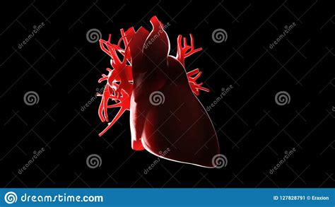 Un coeur humain illustration stock. Illustration du cardiaque - 127828791
