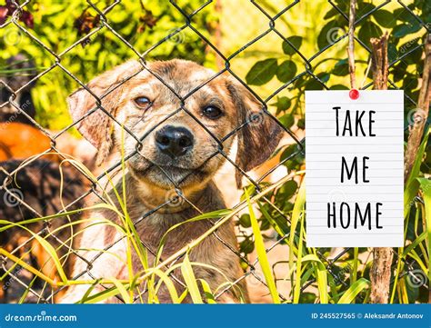 Pet Shelter Cats And Dogs Behind A Fence Stock Image Image Of Puppy