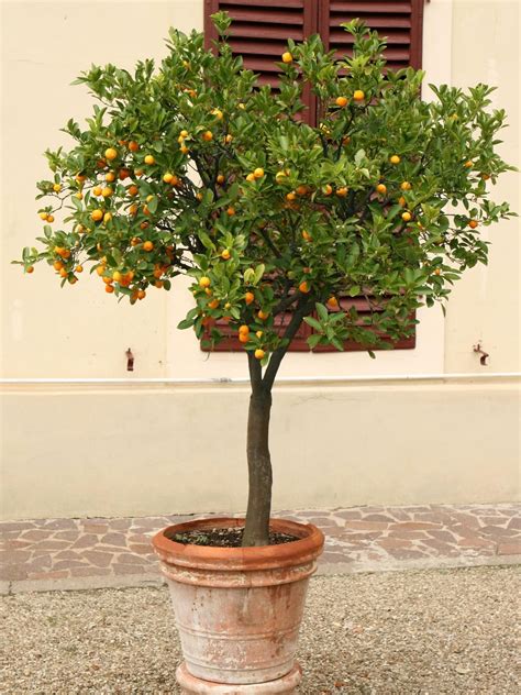 Maybe you would like to learn more about one of these? Dwarf Fruit Trees | Dwarf fruit trees, Citrus trees