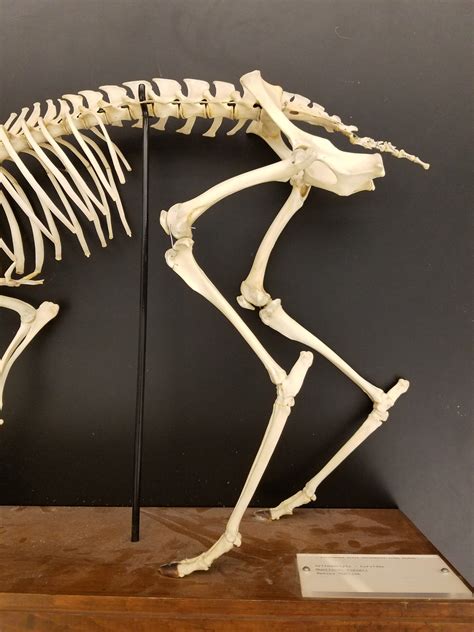 Skeleton The Mammal Lab