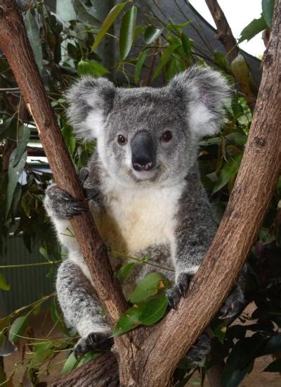 Adopt Tallara Australian Koala Foundation Koala Koala Bear Adoption