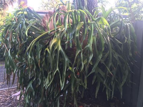 Giant staghorn fern or capa de leon in davao del sur, ph (facebook.com). I've been growing this Staghorn fern (Platycerium) for ...