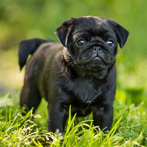 1 Pug Puppies For Sale In Florida Uptown Puppies