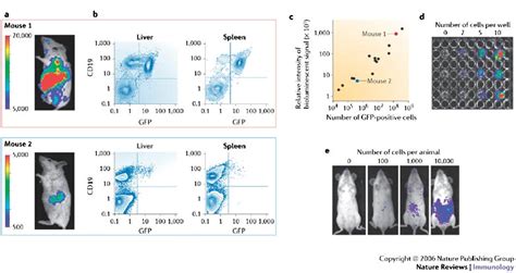 Sensitivity Of Detection In Bioluminescence Imaging Studiesthe
