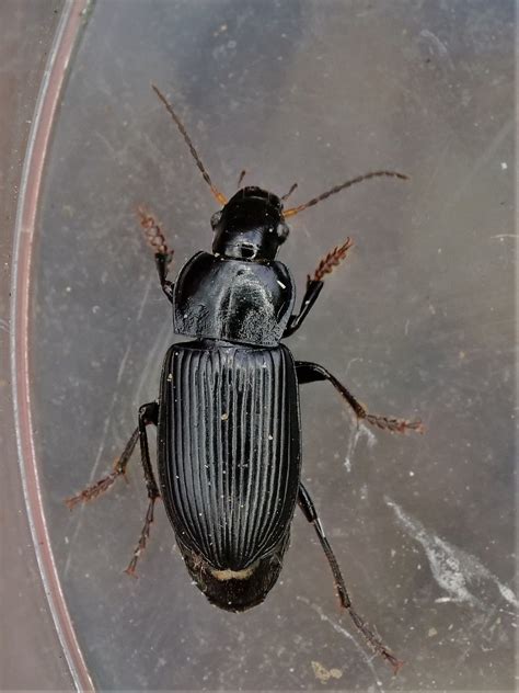 Blue Jay Barrens Beetle