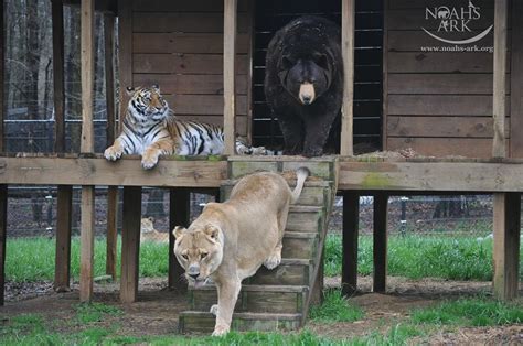A Lion Bear And Tiger Are Best Friends At Noahs Ark Animal Sanctuary
