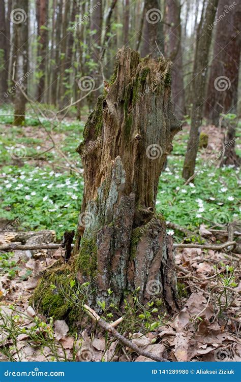 Old Rotten Tree Stump In The Forest Stock Photo Image Of Vermin