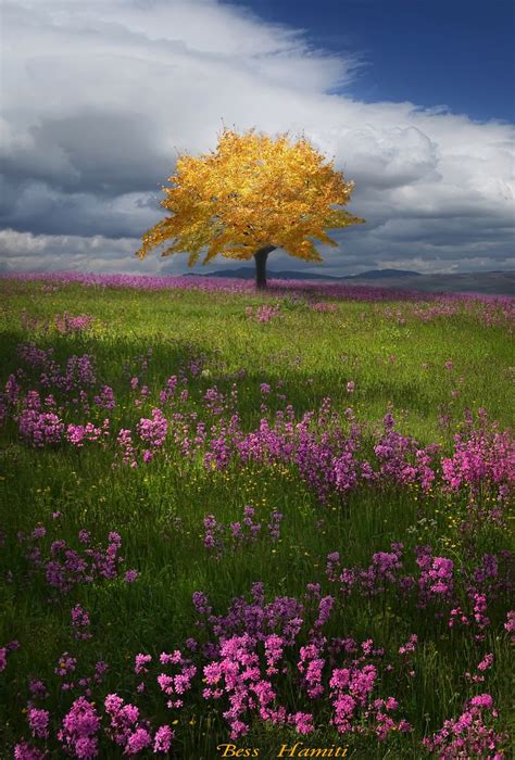 Lonely Tree Hdr Photo Hdr Creme Beautiful Nature Nature