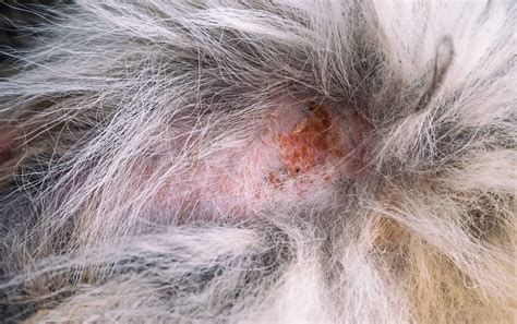 What Are The Symptoms Of A Spider Bite In Dogs