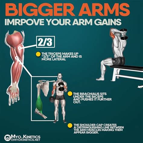 Fitness Tips | Forearm workout, Arm workout, Big arm workout