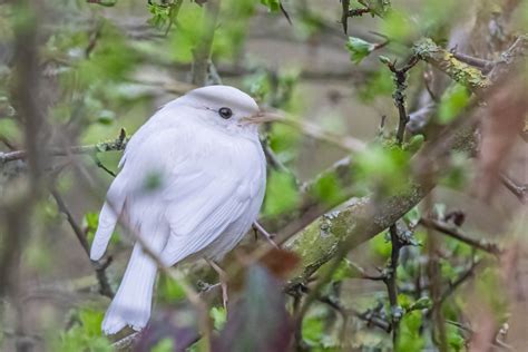 UK Photographer Spots Incredibly Rare White Robin-and the Photos Are ...