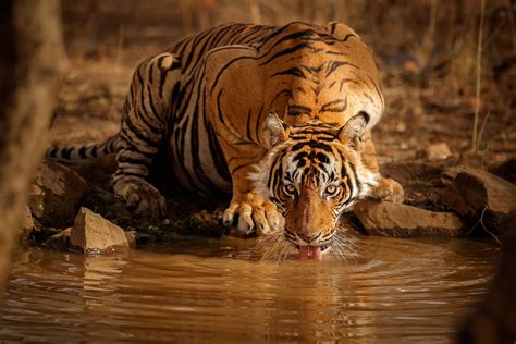 The Largest Wild Cats In The World Worldatlas