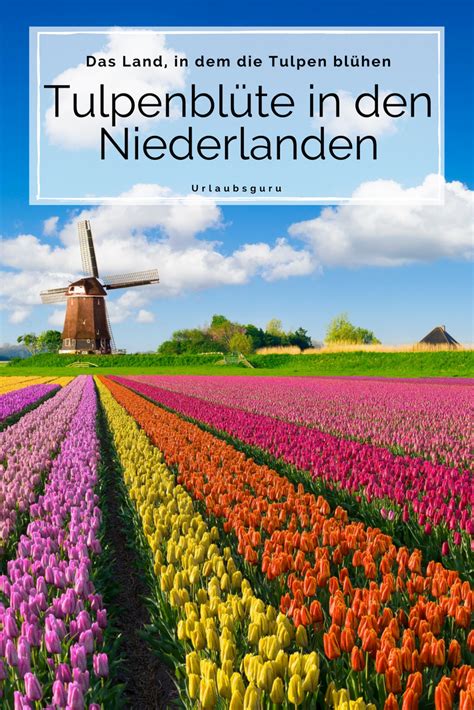 Ende märz beginnt die tulpenblüte in holland. Keukenhof in Lisse: Besucht Holland zur Blütezeit in 2020 ...