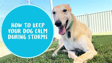 Gapnsw How To Keep Your Dog Calm During A Storm