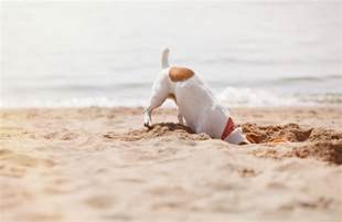 Can Service Dogs Go On Public Beaches