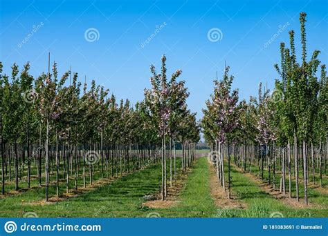 Plantation With Rows Of Green Garden Decorative Trees In Different