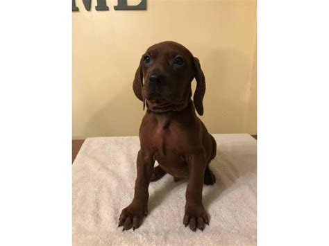 2 Males Left Beautiful Redbone Coonhounds Erie Puppies For Sale Near Me