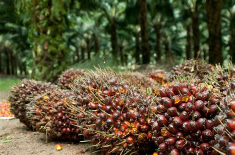 Malaysia Indonesia Akan Kemuka Aduan Larangan Minyak Sawit EU Kepada