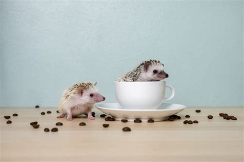 What Plants Do Groundhogs Eat? - HomeStamp