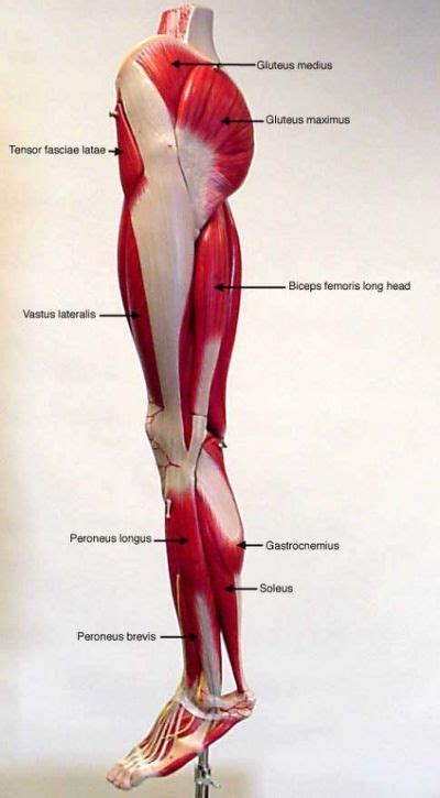 Leg Muscles Diagram Mediabakery Photo By Stocktrek Images Female