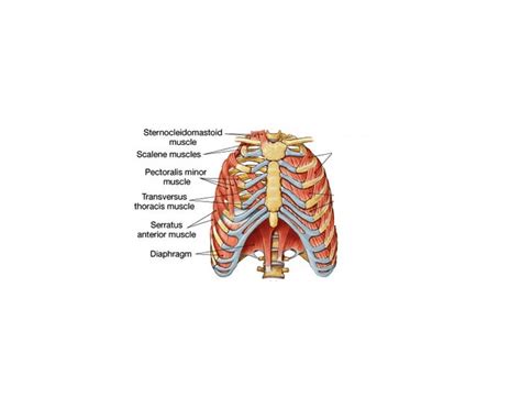 Check spelling or type a new query. Muscles Around The Rib Cage - Ch. 2 Part 4 - Communicative ...