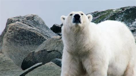 Wild Arctic - National Geographic Channel - International