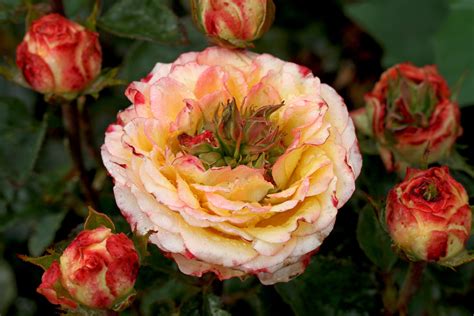Proliferation Shop Treloar Roses Premium Roses For Australian Gardens
