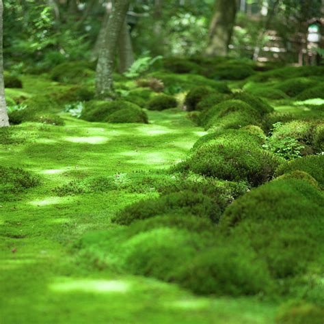 Japanese Moss Garden Kyoto By Ippei Naoi