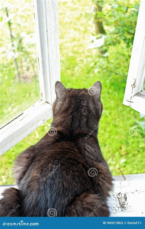 Black Cat Looking Out The Window Stock Image Image Of Black Body