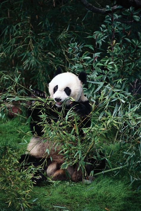 Giant Panda Chewing Bamboo Panda Giant Panda Panda Facts